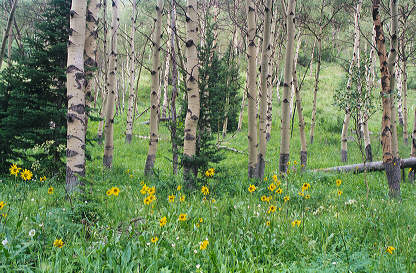 Aspens near Vail, Colorado. Click for enlarged image.